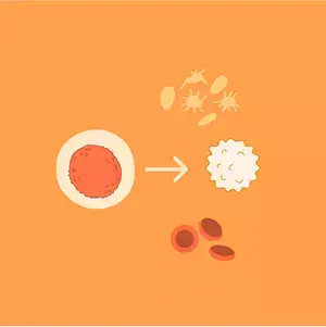 Mobilized blood stem cells